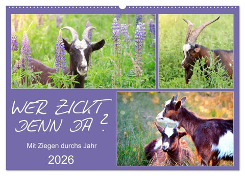 Wer zickt denn da? Mit Ziegen durchs Jahr (Wandkalender 2026 DIN A2 quer), CALVENDO Monatskalender
