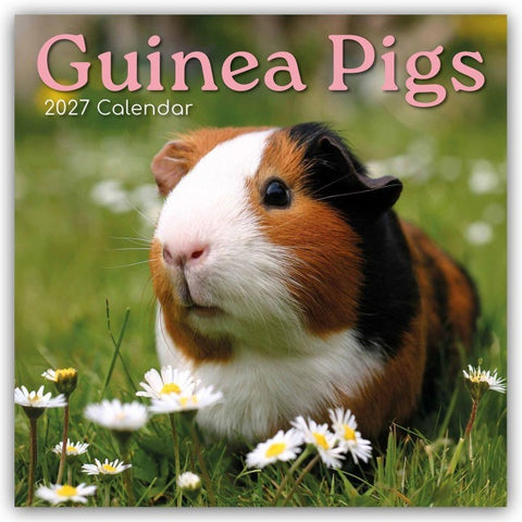 Guinea Pigs – Meerschweinchen 2027 – 16-Monatskalender