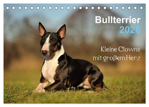 Bullterrier 2026 - Kleine Clowns mit großem Herz (Tischkalender 2026 DIN A5 quer), CALVENDO Monatskalender