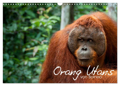Orang Utans von Borneo Tierkalender 2026 (Wandkalender 2026 DIN A3 quer), CALVENDO Monatskalender