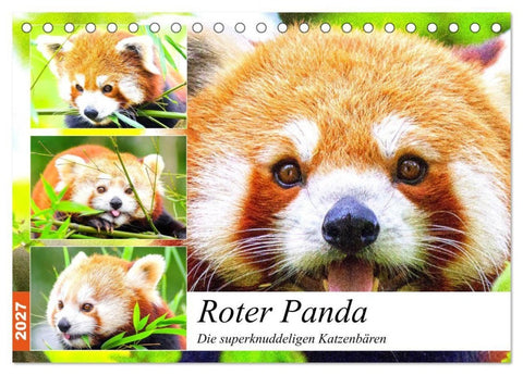 Roter Panda. Die superknuddeligen Katzenbären (Tischkalender 2027 DIN A5 quer), CALVENDO Monatskalender