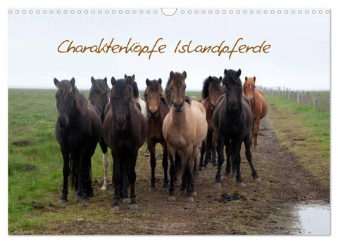 Charakterköpfe Islandpferde (Wandkalender 2027 DIN A3 quer), CALVENDO Monatskalender