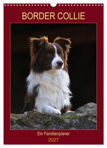 Border Collie - Ein Familienplaner (Wandkalender 2027 DIN A3 hoch), CALVENDO Monatskalender