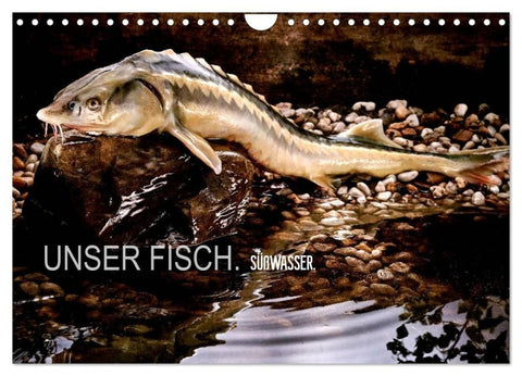 UNSER FISCH. SÜßWASSER. (Wandkalender 2027 DIN A4 quer), CALVENDO Monatskalender