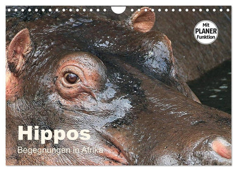 Hippos - Begegnungen in Afrika (Wandkalender 2027 DIN A4 quer), CALVENDO Monatskalender
