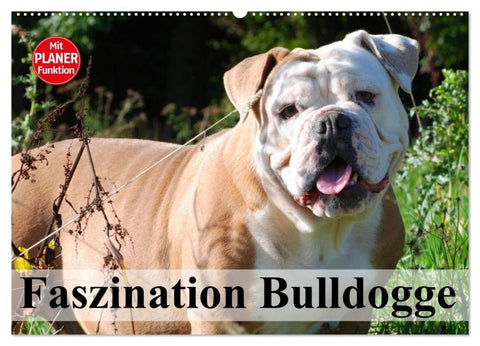 Faszination Bulldogge (Wandkalender 2027 DIN A2 quer), CALVENDO Monatskalender