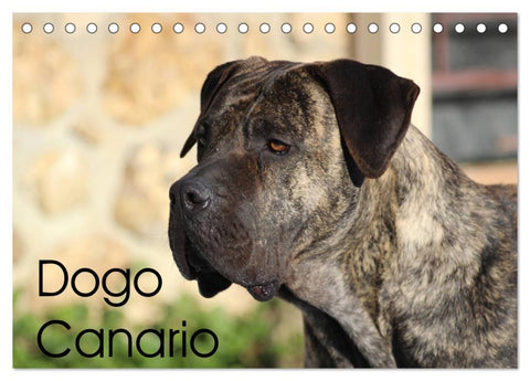 Dogo Canario (Tischkalender 2026 DIN A5 quer), CALVENDO Monatskalender