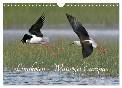 Limikolen - Watvögel Europas (Wandkalender 2027 DIN A4 quer), CALVENDO Monatskalender