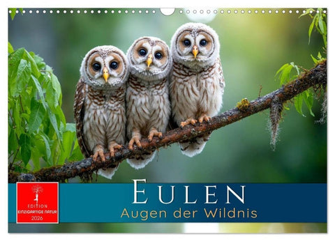 Eulen - Augen der Wildnis (Wandkalender 2026 DIN A3 quer), CALVENDO Monatskalender