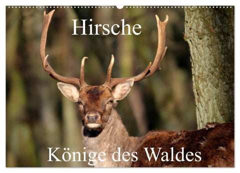 Hirsche - Könige des Waldes/Geburtstagskalender (Wandkalender 2026 DIN A2 quer), CALVENDO Monatskalender