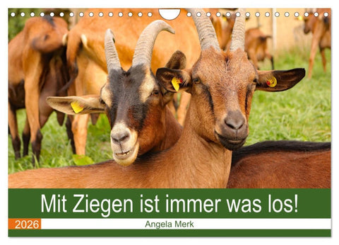 Mit Ziegen ist immer was los! (Wandkalender 2026 DIN A4 quer), CALVENDO Monatskalender