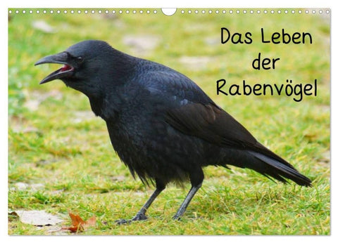 Das Leben der Rabenvögel (Wandkalender 2027 DIN A3 quer), CALVENDO Monatskalender