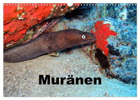 Muränen (Wandkalender 2027 DIN A3 quer), CALVENDO Monatskalender