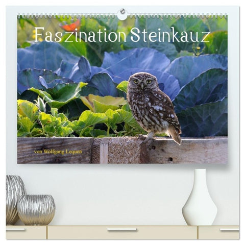 Faszination Steinkauz (hochwertiger Premium Wandkalender 2027 DIN A2 quer), Kunstdruck in Hochglanz