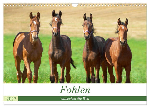 Fohlen entdecken die Welt (Wandkalender 2027 DIN A3 quer), CALVENDO Monatskalender