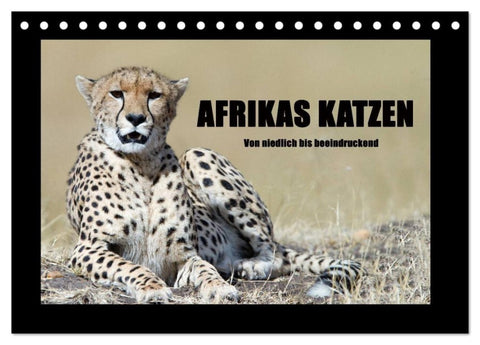 Afrikas Katzen (Tischkalender 2027 DIN A5 quer), CALVENDO Monatskalender