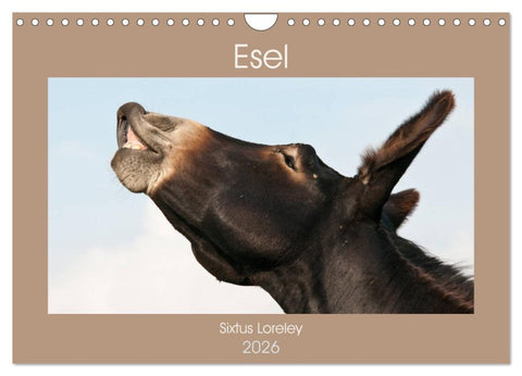 Esel - Sixtus Loreley (Wandkalender 2026 DIN A4 quer), CALVENDO Monatskalender