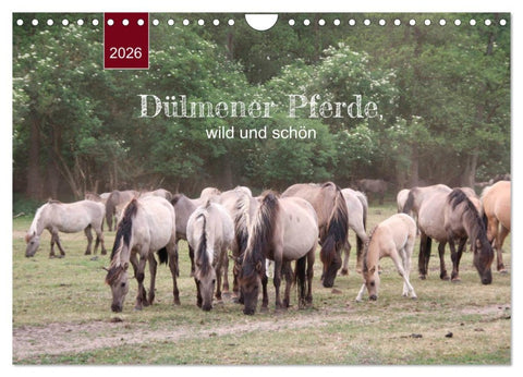 Dülmener Pferde, wild und schön (Wandkalender 2026 DIN A4 quer), CALVENDO Monatskalender
