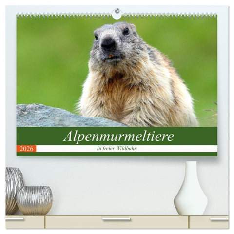 Alpenmurmeltiere in freier Wildbahn (hochwertiger Premium Wandkalender 2026 DIN A2 quer), Kunstdruck in Hochglanz