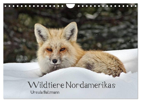 Wildtiere Nordamerikas (Wandkalender 2027 DIN A4 quer), CALVENDO Monatskalender