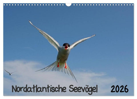 Nordatlantische Seevögel (Wandkalender 2026 DIN A3 quer), CALVENDO Monatskalender