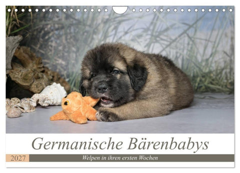 Germanische Bärenbabys (Wandkalender 2027 DIN A4 quer), CALVENDO Monatskalender