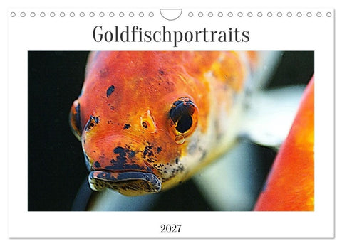 Goldfischportraits (Wandkalender 2027 DIN A4 quer), CALVENDO Monatskalender