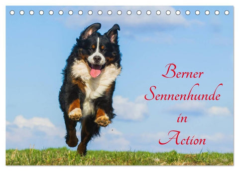Berner Sennenhunde in Action (Tischkalender 2026 DIN A5 quer), CALVENDO Monatskalender
