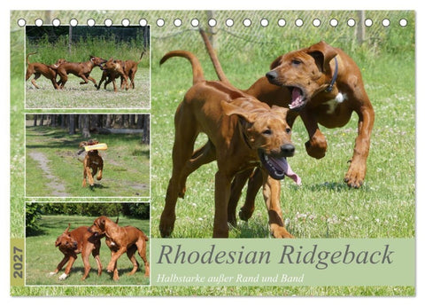 Rhodesian Ridgeback - Halbstarke außer Rand und Band (Tischkalender 2027 DIN A5 quer), CALVENDO Monatskalender