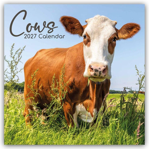 Cows – Kühe 2027 – 16-Monatskalender