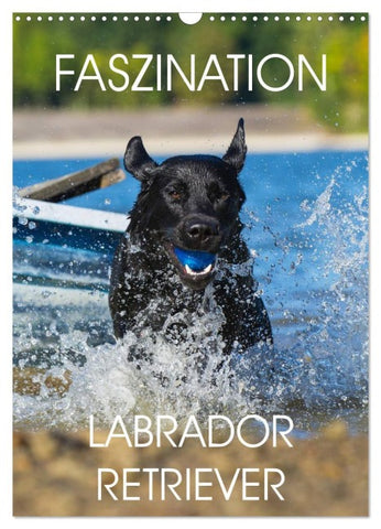 Faszination Labrador Retriever (Wandkalender 2026 DIN A3 hoch), CALVENDO Monatskalender