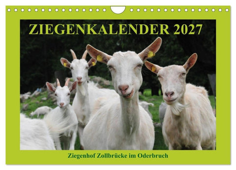 Ziegenkalender 2027 (Wandkalender 2027 DIN A4 quer), CALVENDO Monatskalender