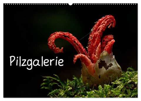 Pilzgalerie (Wandkalender 2026 DIN A2 quer), CALVENDO Monatskalender