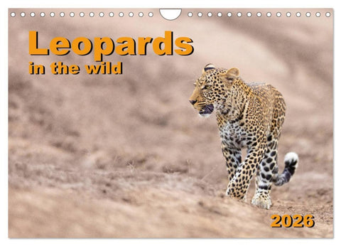 Leopards in the wild (Wall Calendar 2026 DIN A4 landscape), CALVENDO 12 Month Wall Calendar