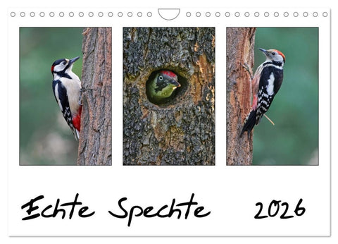 Echte Spechte (Wandkalender 2026 DIN A4 quer), CALVENDO Monatskalender