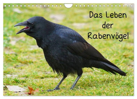 Das Leben der Rabenvögel (Wandkalender 2026 DIN A4 quer), CALVENDO Monatskalender