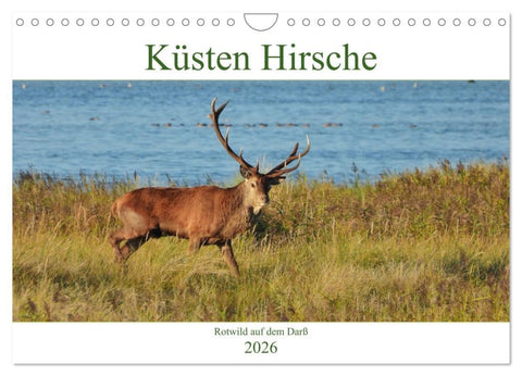 Küsten Hirsche - Rotwild auf dem Darß (Wandkalender 2026 DIN A4 quer), CALVENDO Monatskalender