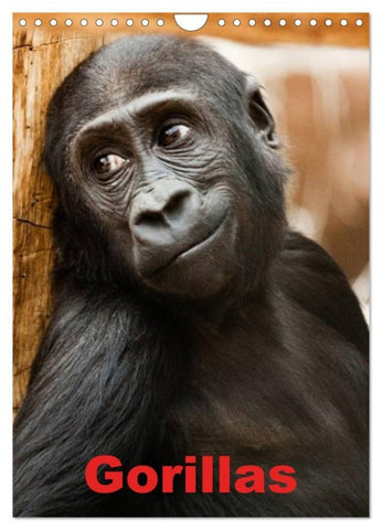 Gorillas (Wandkalender 2026 DIN A4 hoch), CALVENDO Monatskalender