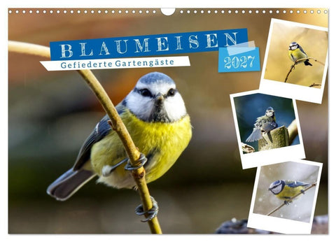 Gefiederte Gartengäste, Blaumeisen (Wandkalender 2027 DIN A3 quer), CALVENDO Monatskalender