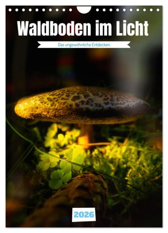 Waldboden im Licht (Wandkalender 2026 DIN A4 hoch), CALVENDO Monatskalender
