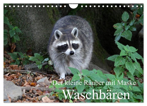 Der kleine Räuber mit Maske - Waschbären (Wandkalender 2027 DIN A4 quer), CALVENDO Monatskalender