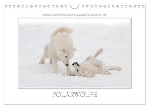Emotionale Momente: Polarwölfe. / CH-Version (Wandkalender 2026 DIN A4 quer), CALVENDO Monatskalender
