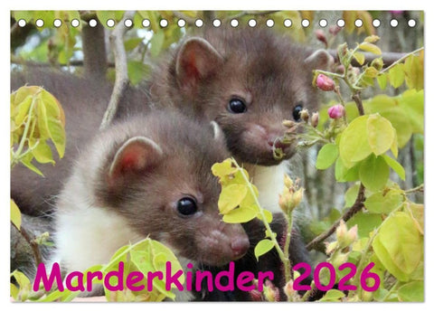 Marderkinder (Tischkalender 2026 DIN A5 quer), CALVENDO Monatskalender