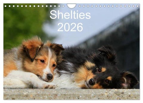 Shelties 2026 (Wandkalender 2026 DIN A4 quer), CALVENDO Monatskalender