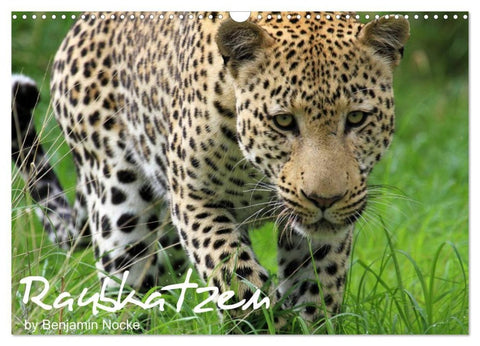 Raubkatzen (Wandkalender 2027 DIN A3 quer), CALVENDO Monatskalender