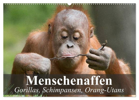 Menschenaffen. Gorillas, Schimpansen, Orang-Utans (Wandkalender 2027 DIN A2 quer), CALVENDO Monatskalender
