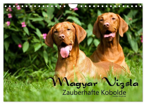 Magyar Vizsla - Zauberhafte Kobolde (Wandkalender 2027 DIN A4 quer), CALVENDO Monatskalender