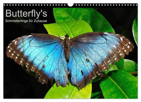 Butterfly's - Schmetterlinge für Zuhause (Wandkalender 2027 DIN A3 quer), CALVENDO Monatskalender