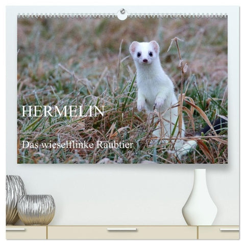 Hermelin - das wieselflinke Raubtier (hochwertiger Premium Wandkalender 2026 DIN A2 quer), Kunstdruck in Hochglanz