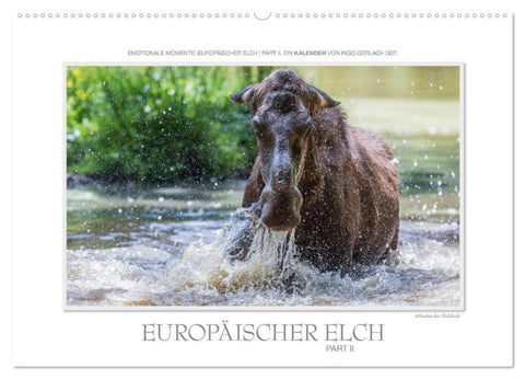 Emotionale Momente: Europäischer Elch Part II (Wandkalender 2027 DIN A2 quer), CALVENDO Monatskalender